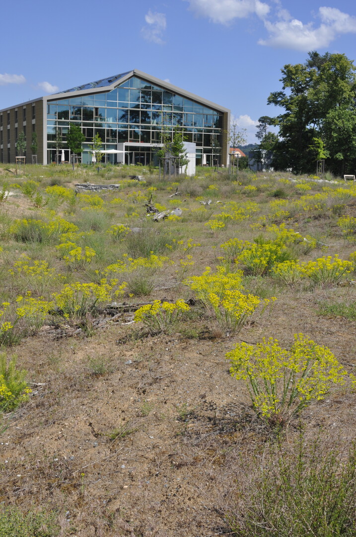 Um das Niederschlagswasser auch bei einem Jahrhundertregen auf dem Gelnde zurckzuhalten, wurde auf dem Alnatura-Campus in Darmstadt der sandige Boden so modelliert, dass Senken und Wlle entstehen. Die meist extrem trockenen Bereiche haben sich nach krzester Zeit zu wertvollen Biotopen entwickelt.