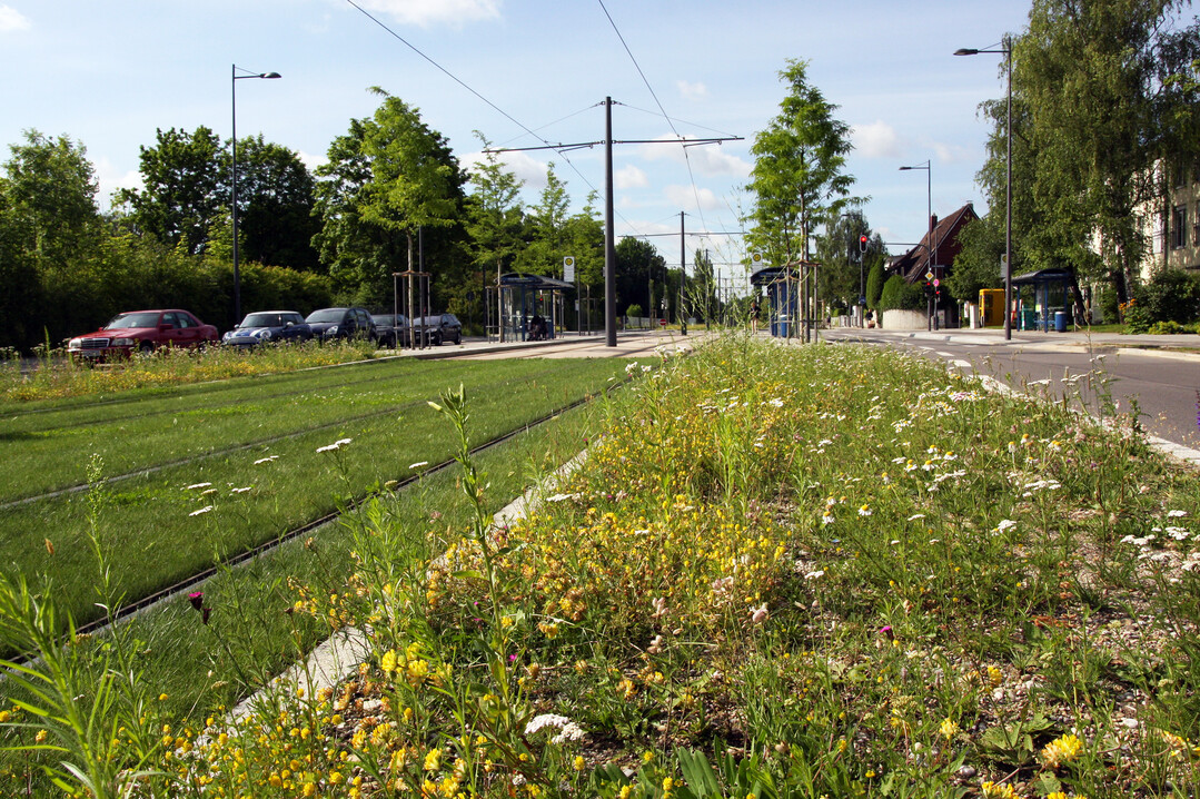  Nicht nur der Gleiskrper (hier in Mnchen) selber kann begrnt werden, sondern auch die Rnder. So wird aus der Infrastrukturschneise Straenbahnlinie ein Grnzug. 