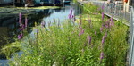 Regent"s Canal Living Waterway - Der 1. Preis in der Kategorie Urban Gardening Projekt ging nach London.