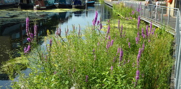 Regent"s Canal Living Waterway - Der 1. Preis in der Kategorie Urban Gardening Projekt ging nach London. 