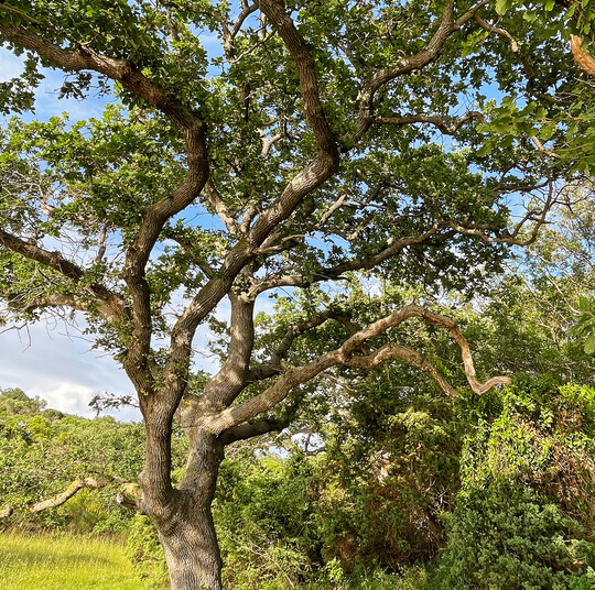 Die Flaumeiche (
<i>Quercus pubenscens</i>
) ist an trockenheie Standorte angepasst und ein bislang bersehener einheimischer Zukunftsbaum.