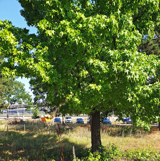 Auf dem Weg zum Neophyten? Starke Aussaat eines Amberbaums (
<i>Liquidambar styraciflua</i>
) in Mannheim.