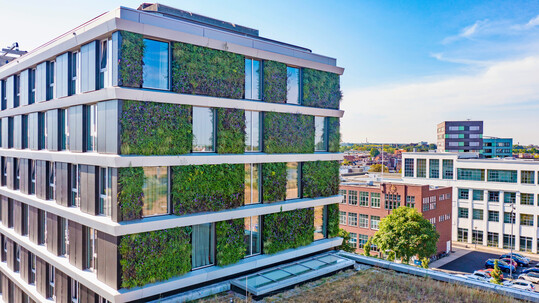 Eine artenreiche Fassadenbegr�nung kann den verlorenen Naturraum in der Stadt zu einem Teil ausgleichen und ersetzen.