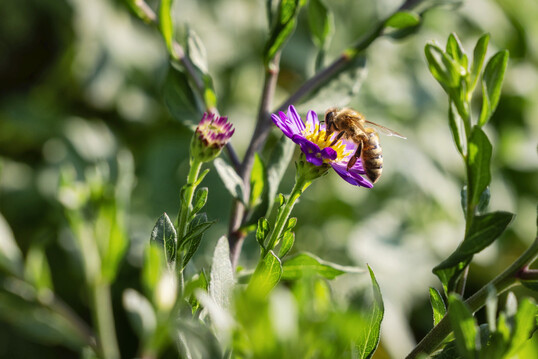 Bestäubende Bienen gehören zu den Sympathieträgern, aber auch unscheinbare Insekten und Kleinstlebewesen sind existenziell für den Kreislauf unseres Ökosystems.