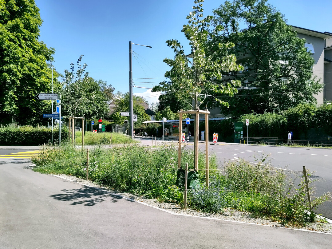 Baumpflanzungen an der Friedbhlstrae: Die Khlleistung von mit Stauden unterpflanzten Bumen verbessert sich deutlich, zum Teil bis zu 50 %.
