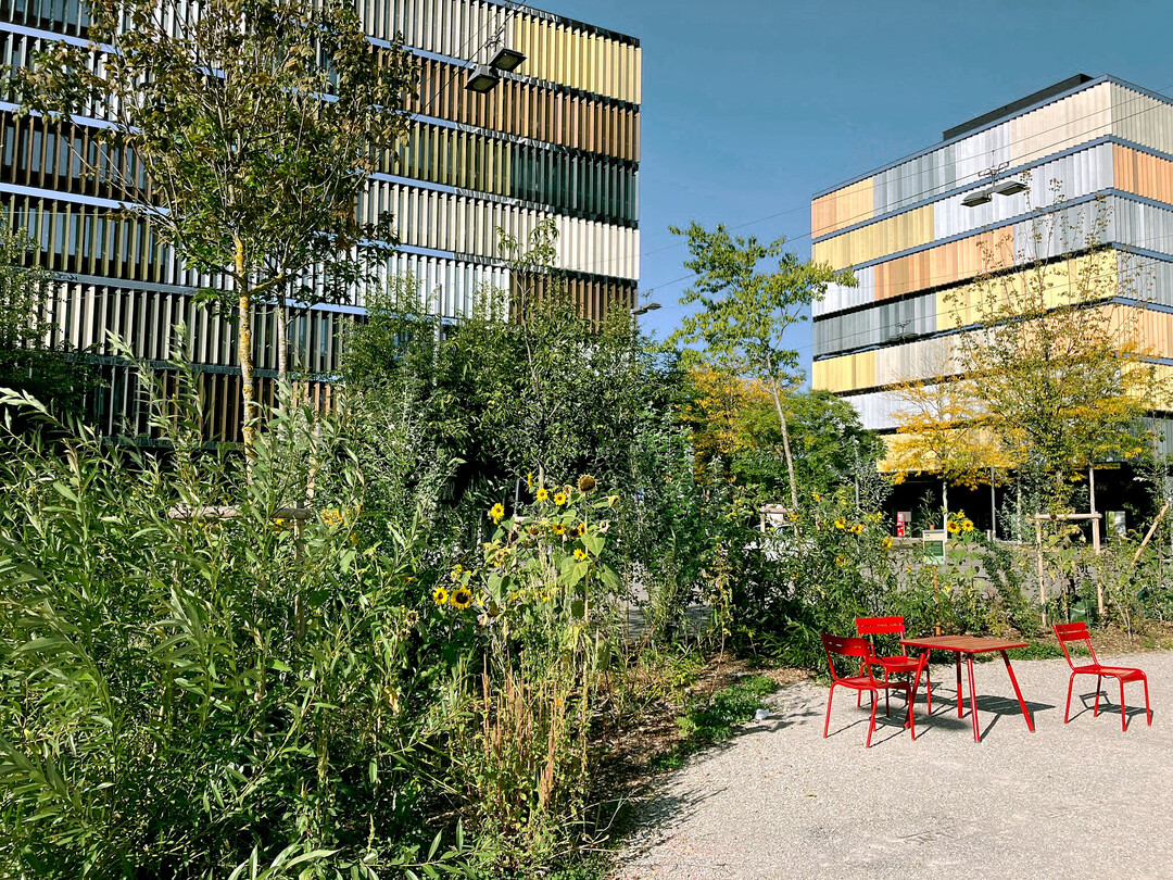 900 m Asphalt wurden auf dem Rosalie-Wenger-Platz aufgebrochen und mit einem khlenden, wasserspeichernden Tiny-Forest aufgewertet.
