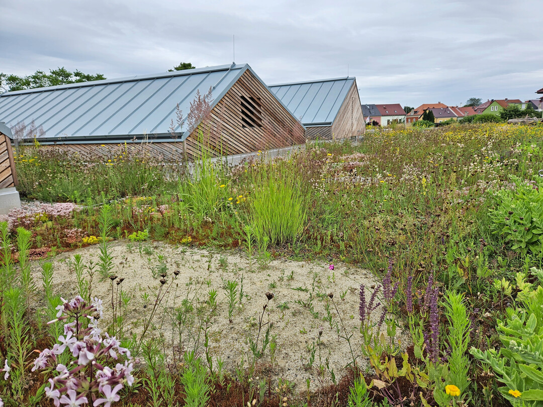 Unterschiedliche Substrathhen und Zusatzelemente wie Sandlinsen strken die Biodiversitt des Grndachs.