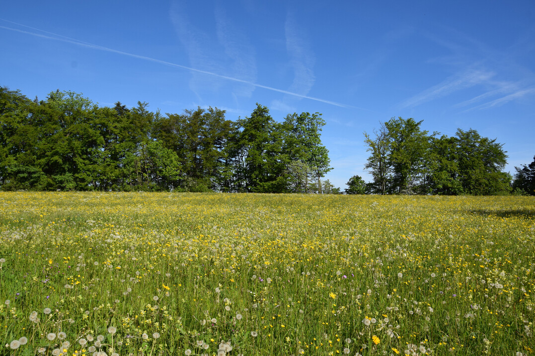 Artenreiche Bergmhwiese