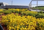 Wie in einem Garten sind bei den Dachbegrünungen sämtliche Bepflanzungen denkbar: von Rasenflächen und Sträuchern bis hin zu Blumenwiesen.