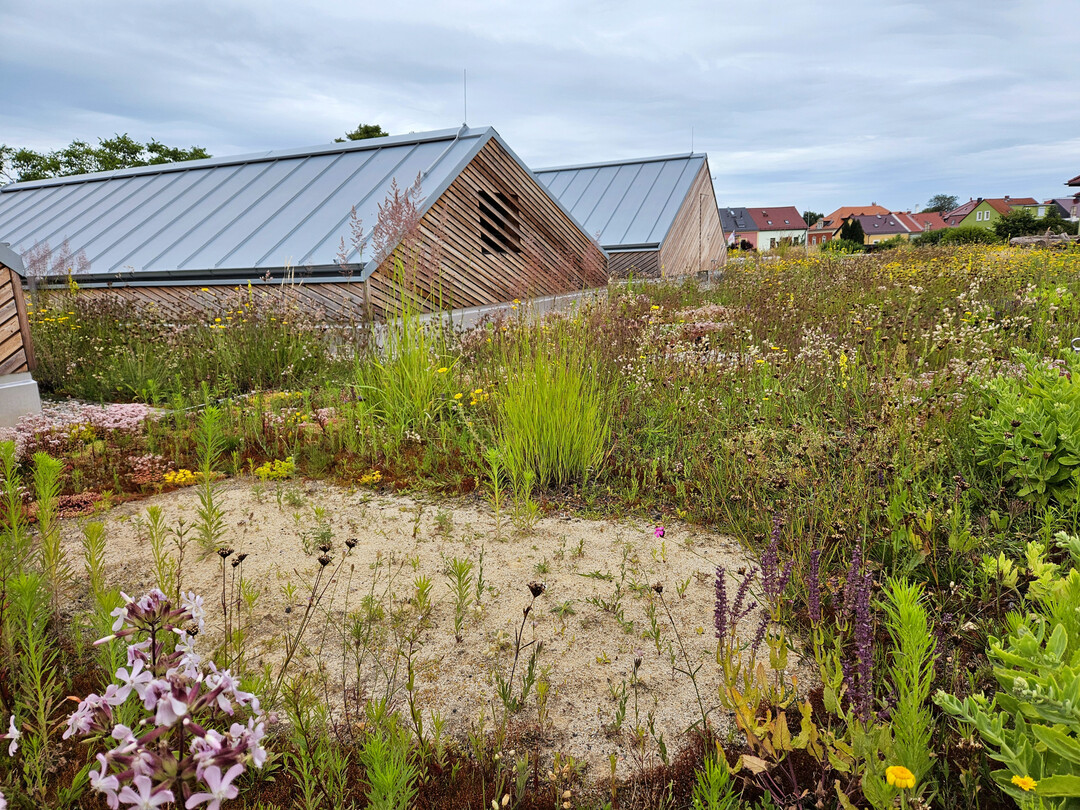 Sandlinsen sind für viele Tiere wertvolle Brut- und Sonnenplätze