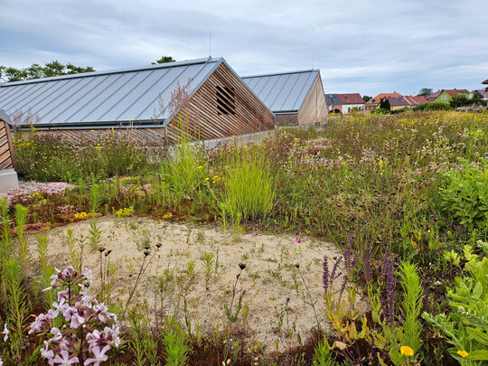 Sandlinsen sind f�r viele Tiere wertvolle Brut- und Sonnenpl�tze