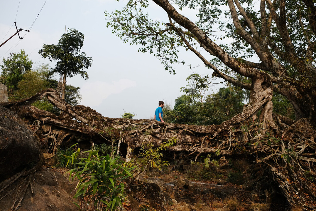 Lebende Wurzelbrcke der Khasi People, Indien
