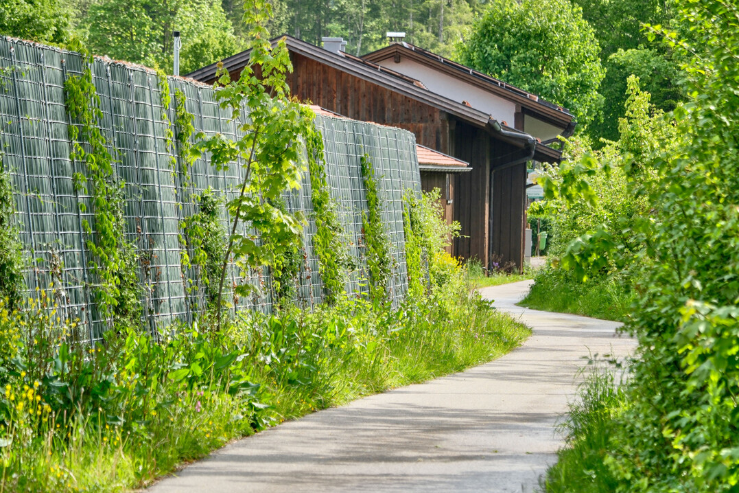 Rau Klimawand schtzt den Campingplatz Bannwaldsee unterhalb von Schloss Neuschwanstein vor Lrm