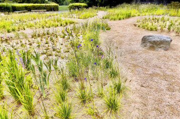 Ein erster Eindruck rund zwei Monate nach der Pflanzung