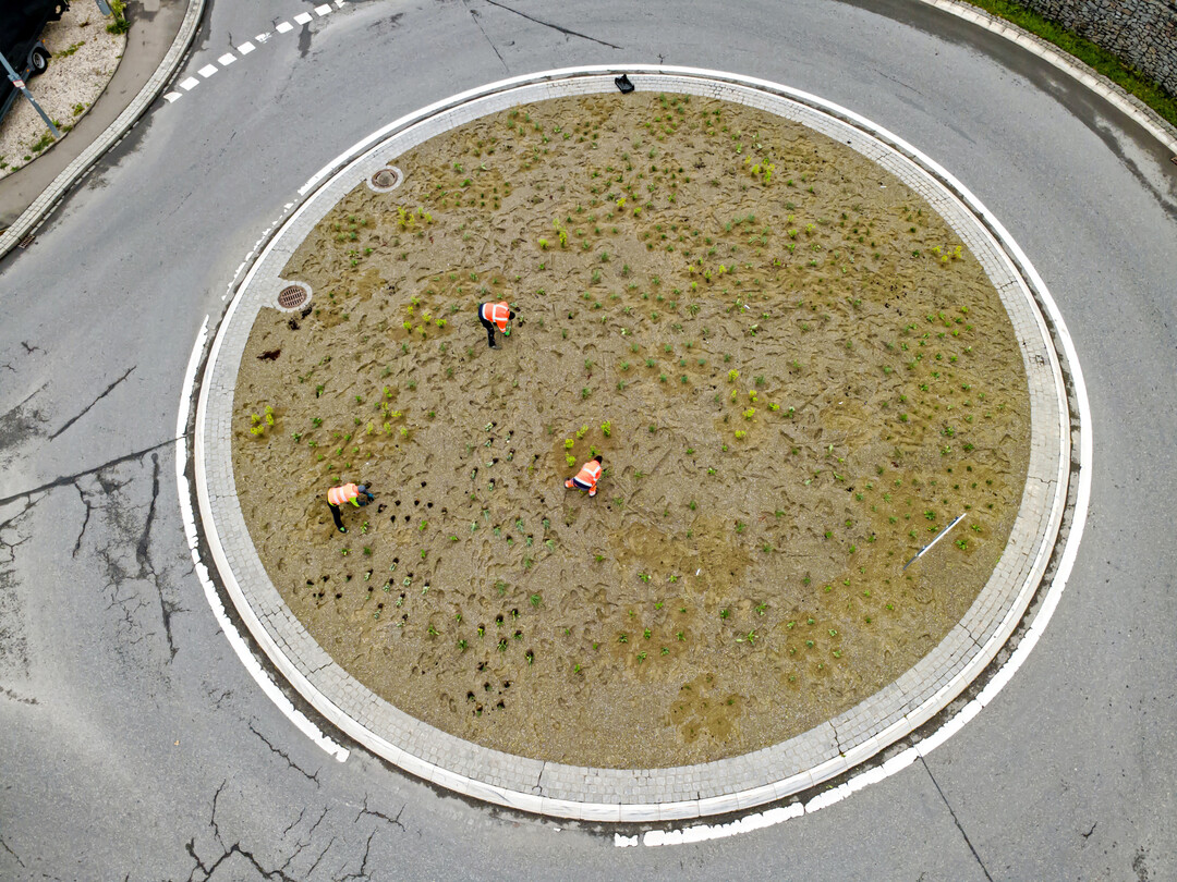 Mit der Drohnenaufnahme sieht man die beachtliche St�ckzahl an Pflanzen.
