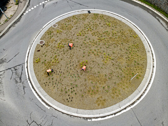 Mit der Drohnenaufnahme sieht man die beachtliche Stückzahl an Pflanzen.