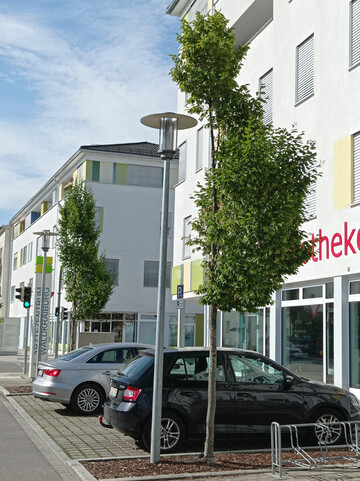 Die S�ulenhainbuchen hatten von Anfang an keine Chance. Traurig ...