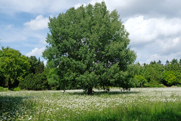 Freistehende Zitterpappel