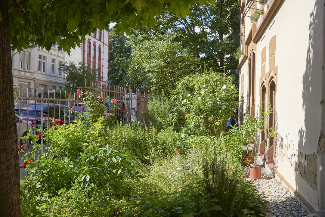 Vorbildlicher und prmierter Vorgarten in Frankfurt Nordend 