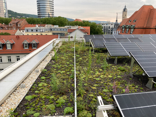 Die Dachbegrnung steigert den Leistungsgrad der Solarmodule, da die Pflanzen fr eine khlere Umgebungstemperatur sorgen.