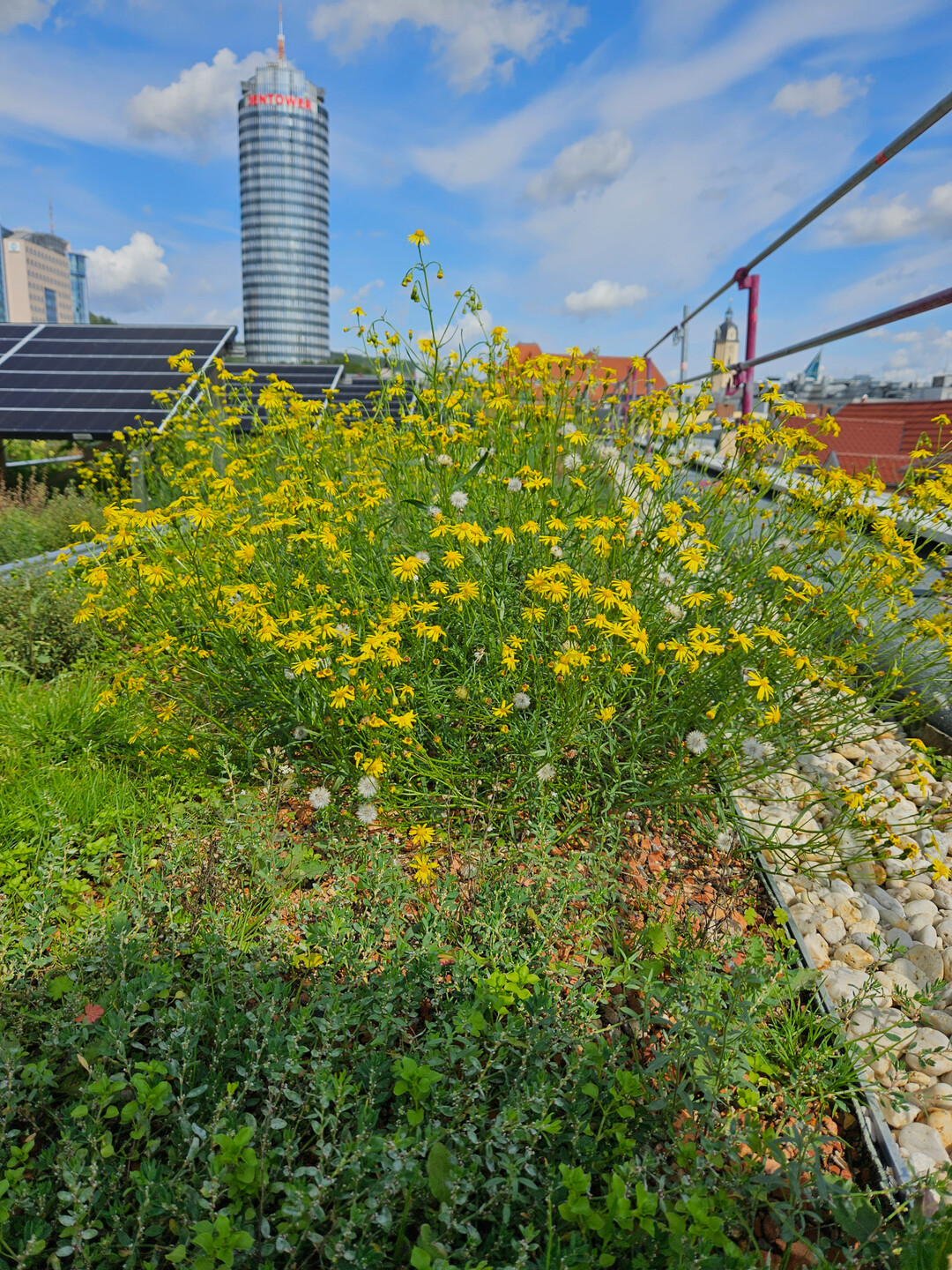 Die gelben Bl�ten der F�rberkamille sind bei Bienen und Schmetterlingen sehr beliebt.
