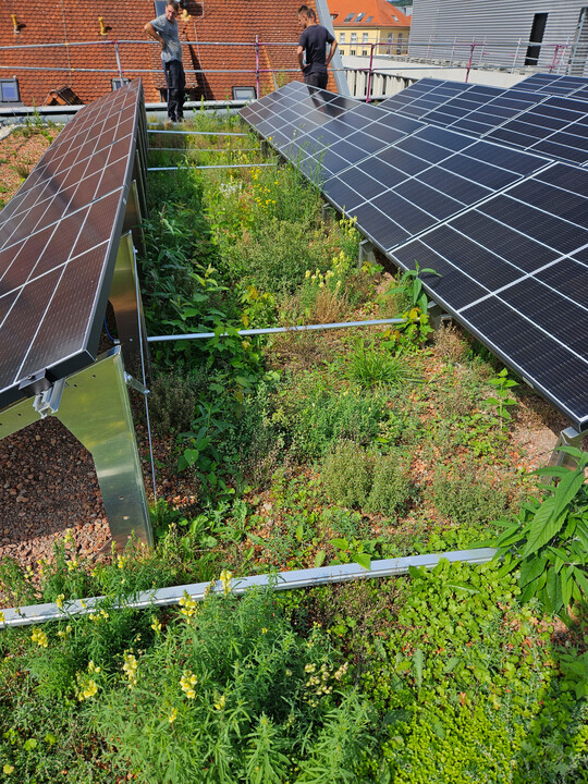 Durch die Pflanzengemeinschaften �Steinrosenflur� und �Bienenweide� entsteht eine besonders artenreiche Extensivbegr�nung.