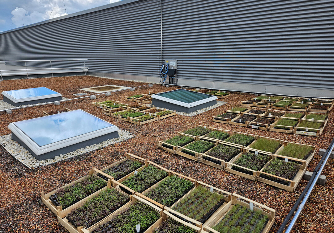 Für die artenreiche Begrünung stehen Flachballenpflanzen der Pflanzengemeinschaften „Steinrosenflur“ und „Bienenweide“ parat.