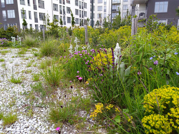Dynamische Pflanzungen brauchen einen Leitrahmen für die Pflege, um das Kippen der Pflanzung zu vermeiden. Erkennen Sie hier die drohende Gefahr? Die Goldrute nistet sich langsam ein.