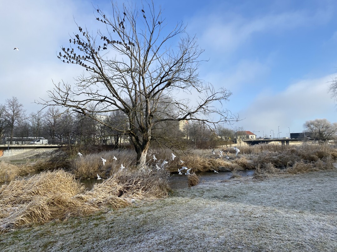 Stadtnahe berflutungsbereiche (hier: Flutmulde Landshut) bieten bei Hochwasser der Stadt Schutz und funktionieren sonst als Grn- und Biotopflchen oder Naherholungsgebiete.