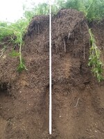 Eine Vegetationsschicht schützt die Bodenmiete bei längerer Lagerzeit.