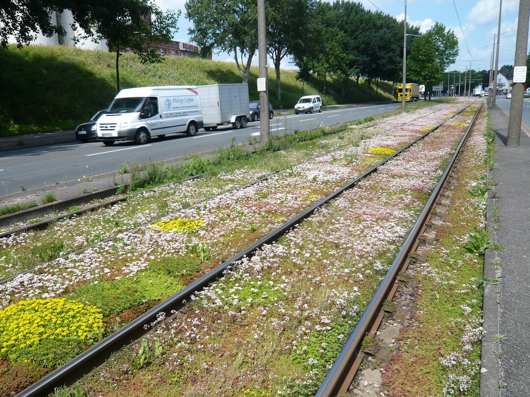  Mithilfe vomn Sedum-Begrnungen (hier in Bremen), wie sie auch bei extensiver Dachbegrnung zum Einsatz kommen, werden Gleise nicht mnur grn, sondern zustzlich auch noch bunt. 