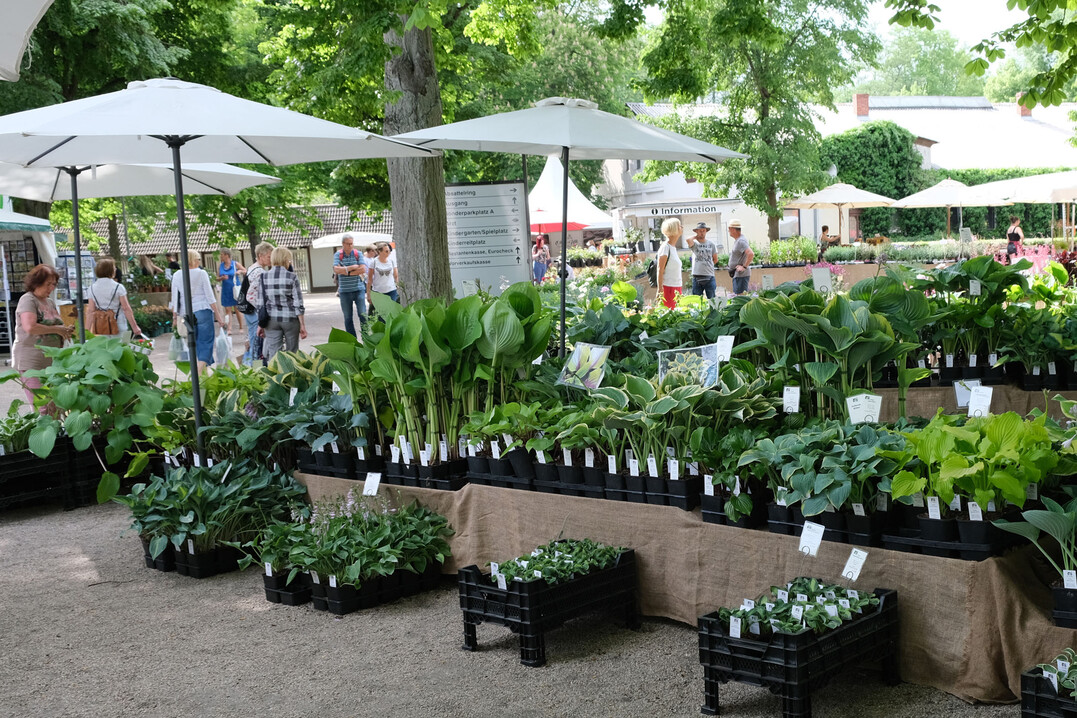 Vom 2. bis 4. Juni 2023 findet die Gartenmesse „Gartenträume für Berlin und Brandenburg“ statt.