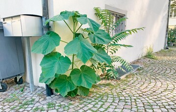 Platz ist in der kleinsten Fuge: Hier hat sich ein Blauglockenbaum angesiedelt.