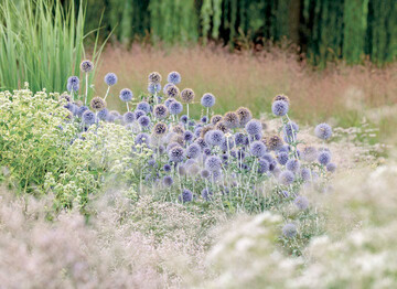 Zwischen greren Staudengruppensetzen Kugeldisteln (Echinops) farbige Akzente.