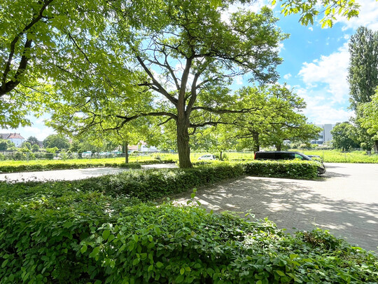 Hier mchte man gern parken  die ungewhnlich breit gewachsenen Robinien beschatten den Platz gut, haben ein ausreichendes Wurzelvolumen und werden von den Struchern geschtzt.  