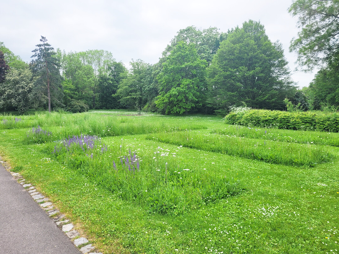 Auch Muster-Wiesenflchen in Rasenflchen steigern sowohl die floristische als auch faunistische Biodiversitt. 
