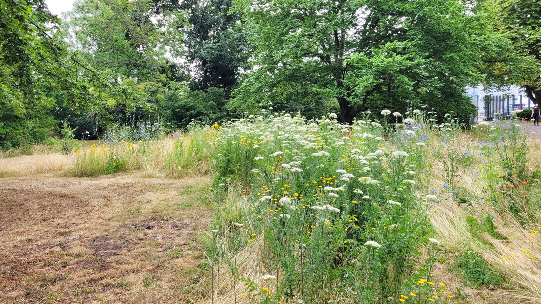 Durch das Aufreien der Grasnarbe (z. B. durch partielles Frsen) und Einsaat von einjhrigen Arten im zeitigen Frhjahr knnen Wiesen im Sommer noch bltenreicher werden.