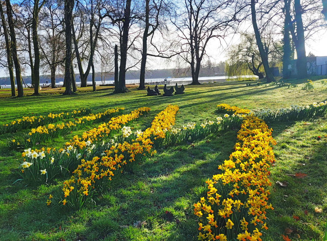 Wiesenflchen gewinnen oft erst in der zweiten Aprilhlfte an sthetischer Qualitt. Fr eine Verfrhung eignen sich insbesondere robuste Narzissen.