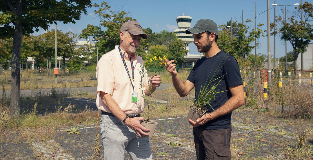 Norbert Khn (l.) und Leonard He begutachten den Zustand des Frberginsters, der gleich in die Verdunstungsbeete gepflanzt wird. In dem Topf, den Leonard He hlt, befindet sich das Hohe Pfeifengras.