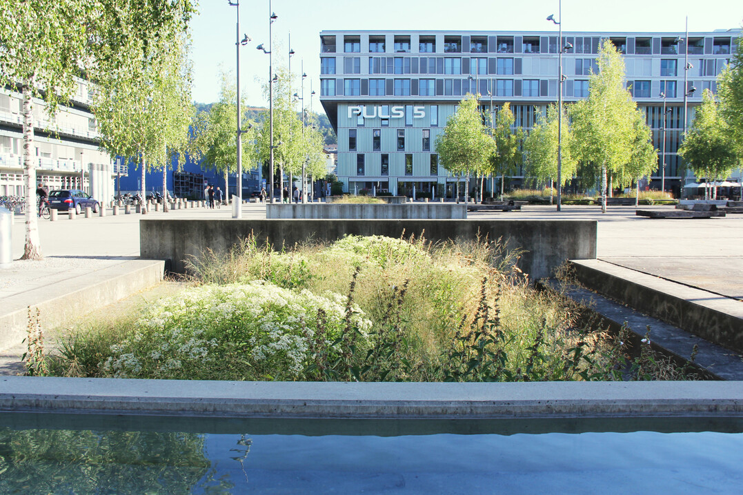 Im Sommer schieben sich die Hochstauden wie brodelndes Wasser aus den bis zu 160 cm tiefen Versickerungsbecken langsam nach oben.