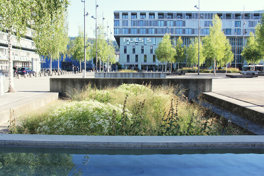 Im Sommer schieben sich die Hochstauden wie brodelndes Wasser aus den bis zu 160 cm tiefen Versickerungsbecken langsam nach oben.