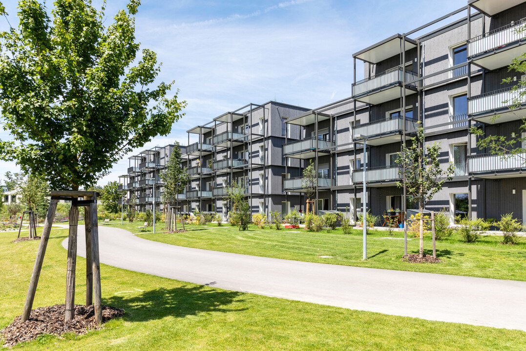 In wenigen Jahren sichern die Heckenriegel vor den Grten der Mehrfamilienhuser die notwendige Privatsphre.