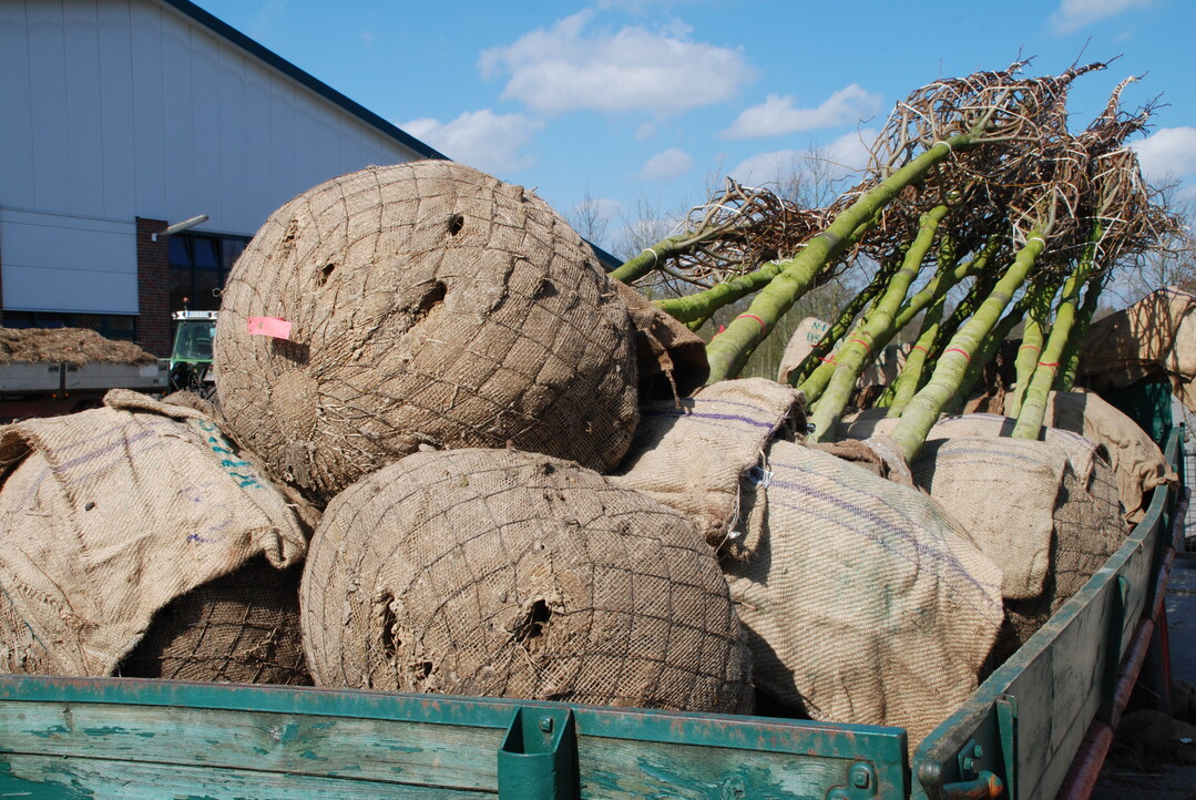 Die Preise für Ballenware und Containergehölze könnten im Herbst kräftig steigen.