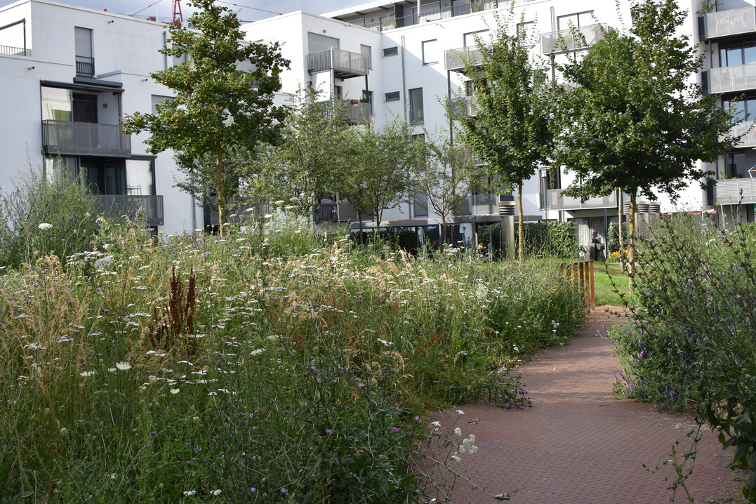 Und selbst in Hfen kann man mit wiesenartigen Staudenpflanzungen nachhaltigeAufenthaltsorte fr die Bewohner schaffen.