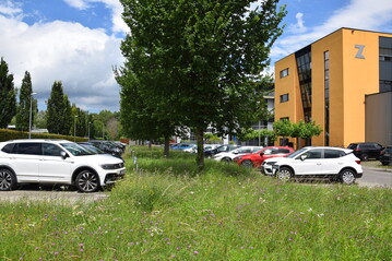 Parkplatz in Konstanz mit extensiv gepflegtem Wiesenbereich und ausreichend Wurzelraum fr Bume