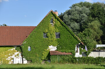 Fassadenbegrnungen (hier mit Parthenocissus) senken deutlich die Temperatur an der Fassade und binden Stickstoff sowie Feinstaub. Diesen Effekt haben Wissenschaftler aus NRW in Studien belegt.