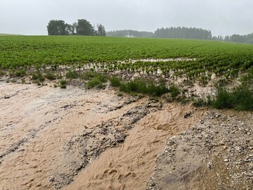 berschwemmungen am Unterlauf beginnen an der Quelle, wie hier, wo mangels Pufferflche das Wasser vom Acker direkt in den Bach luft - inklusive des gelsten Bodens.