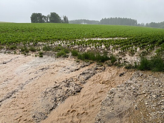 berschwemmungen am Unterlauf beginnen an der Quelle, wie hier, wo mangels Pufferflche das Wasser vom Acker direkt in den Bach luft - inklusive des gelsten Bodens.