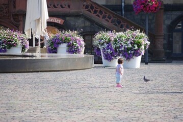 Flower Pots schmcken den Marktplatz in Mnchengladbach. 