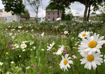 Flower your Place stellt diesen Herbst ein neues und innovatives Produkt vor: Die urbane Wiese. 